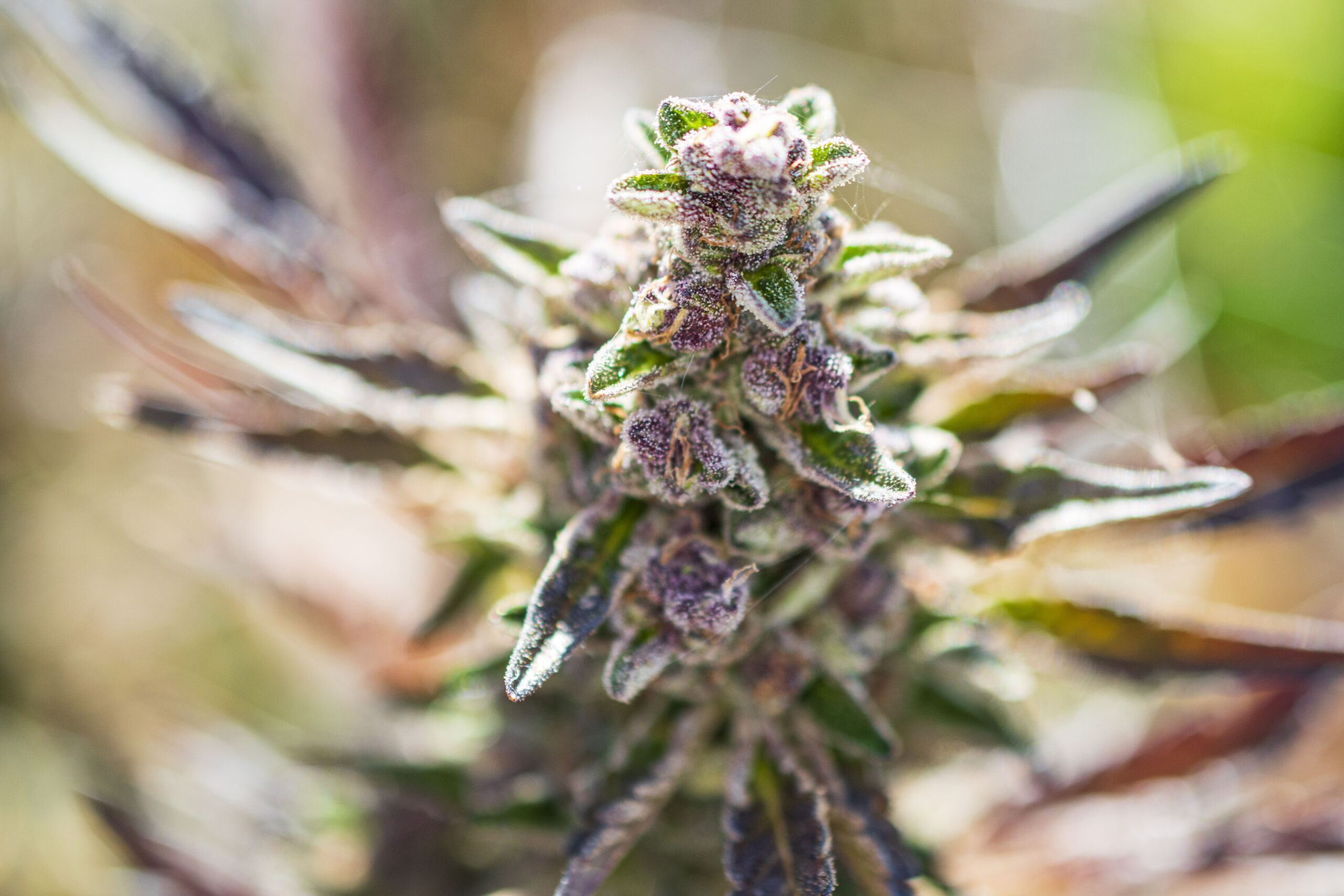 Jetty Farm Premium Cannabis