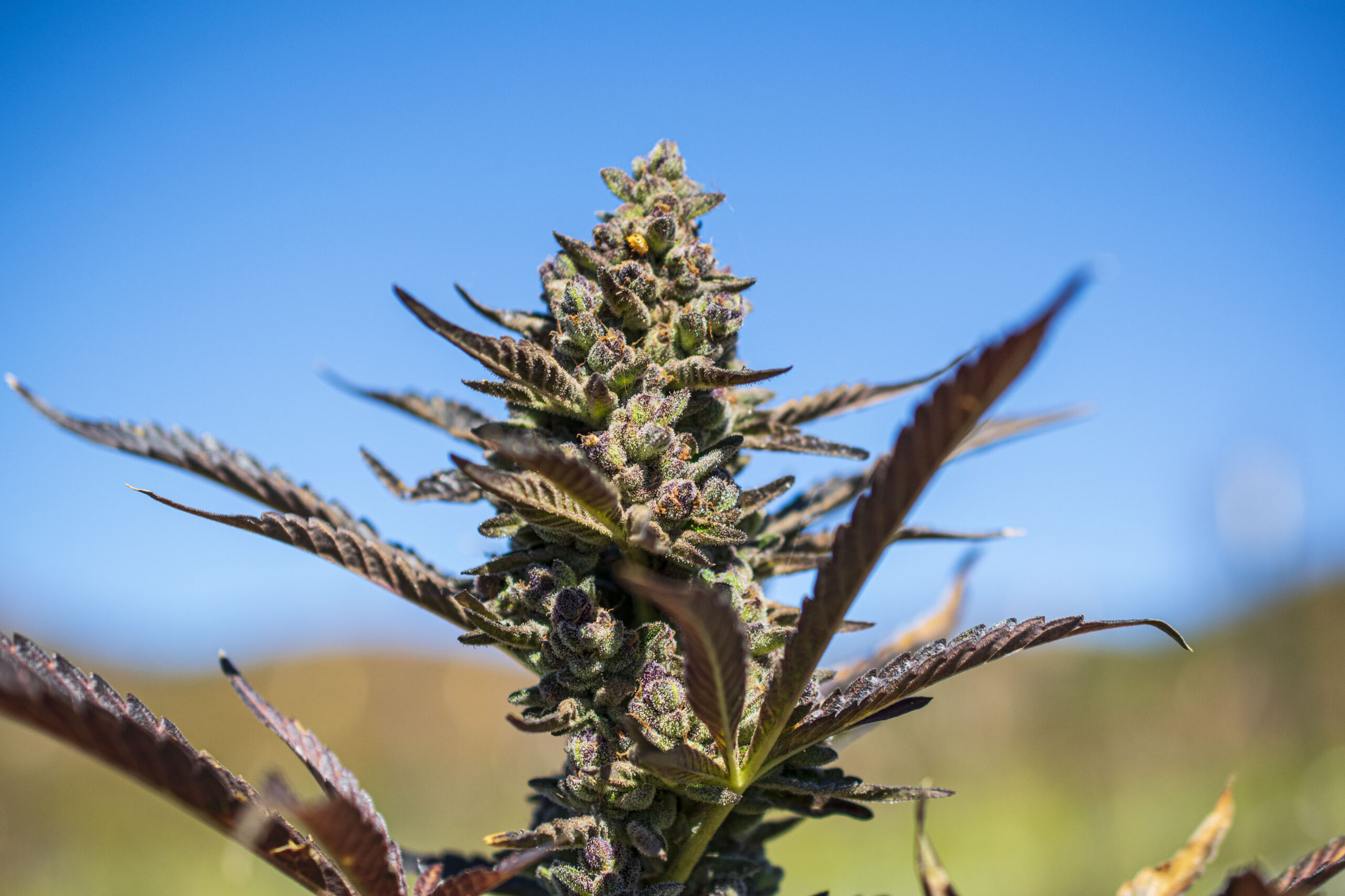 Jetty Farm Cannabis Cultivation