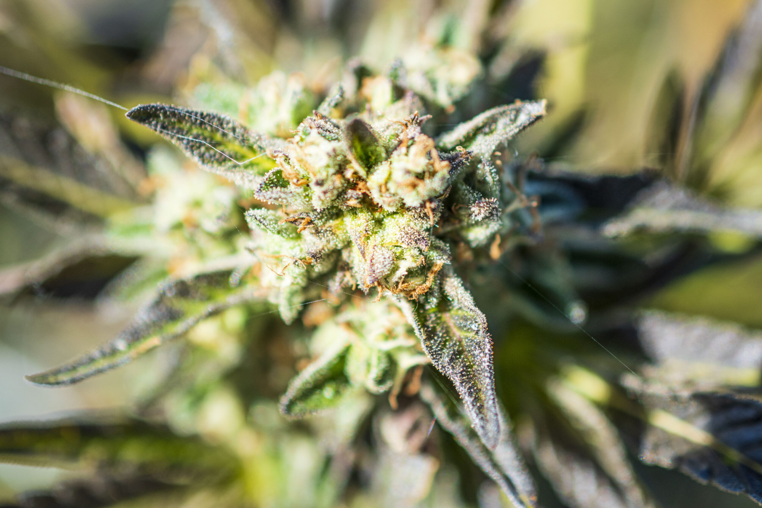 Jetty Farm Cannabis Plants