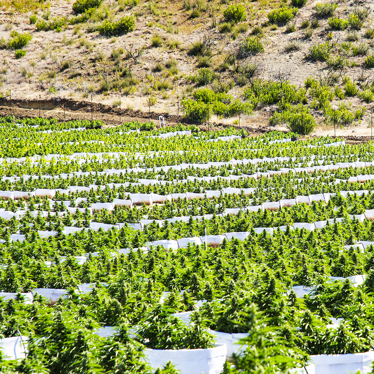 Jetty Farm Growing Facility